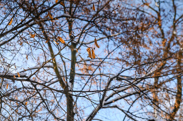 tree on the background of the morning sky