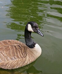 Canada goose swims along the river