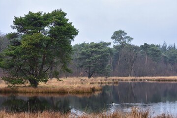 Marshland with lake and tree in the Netherlands