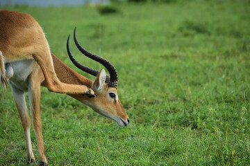 impala scratches his neck on the field, safari in uganda