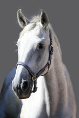  Grey horse close up portrait against gray background