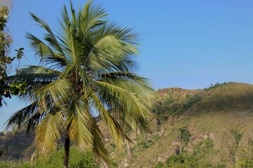 Fototapeta premium palm