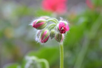 flower in the garden