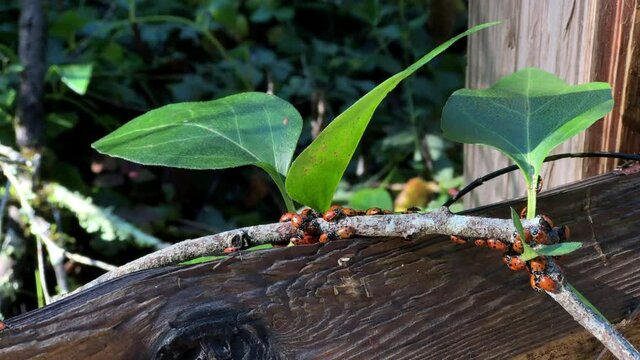 4K HD video zooming in on many ladybugs resting and crawling on branch with leaves over a fence. Considered useful insects, because they prey on aphids or scale bugs, which are agricultural pests.
