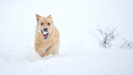 Golden retriever in snow