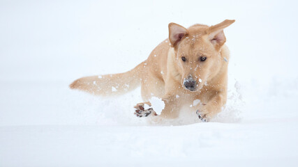 Golden retriever in snow