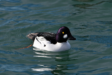 Fototapeta premium Male Common Goldeneye duck 