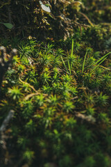 Close up moss on a tree. Tree in a foggy forest. Blurry forest