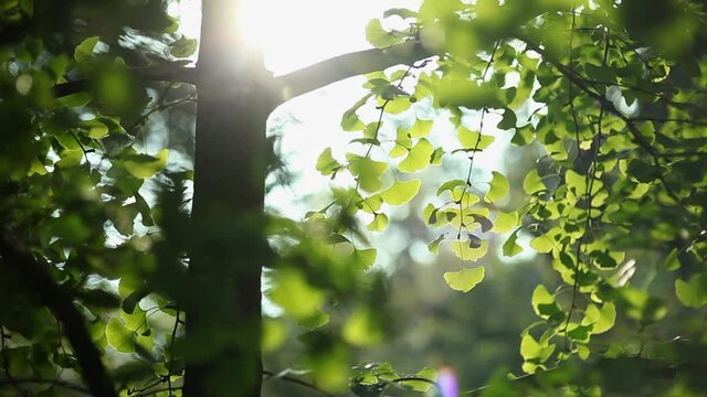 &Aacute;rbol hojas naturaleza luz d&iacute;a movimiento fondo bosque tranquilidad parque contemplar 
