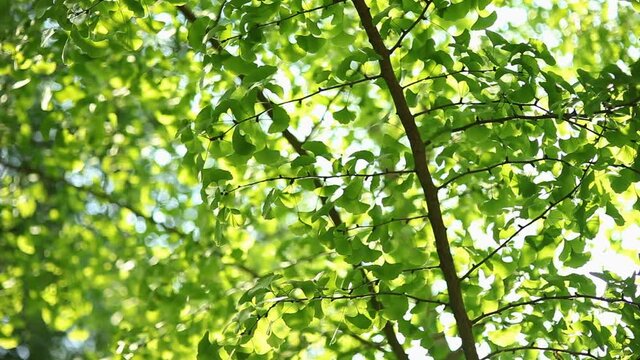 &Aacute;rbol hojas bosque parque movimiento fondo tranquilidad calma verde