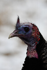 Portrait Wild Turkey