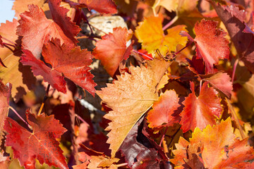 Vineyards in the autumn with red foliage. Winemaking. Macro photography of a leaf covered with dew. Selective focus.