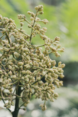 branch of a tree, close up the plant, macro flower