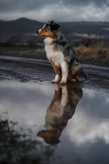Dog australian shepherd blue merle sitting on german inner border reflection water