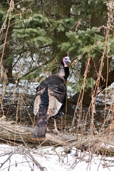 Wild Turkey in forest