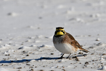Horned Lark