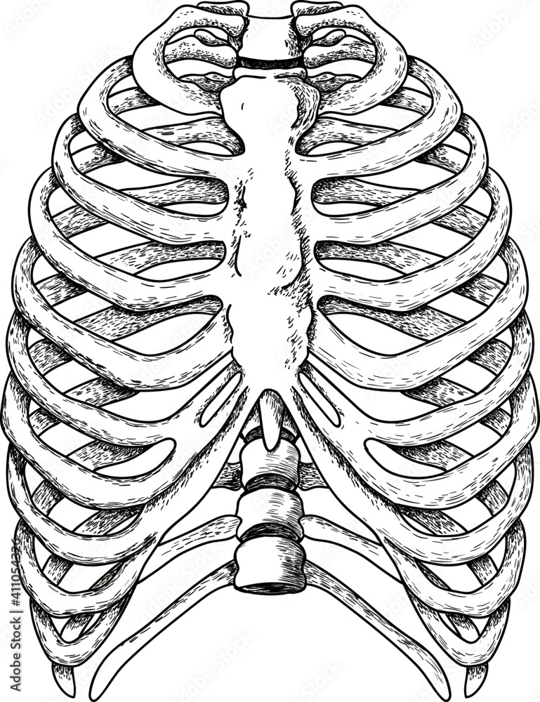 Wall mural vector illustration of human ribs