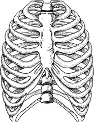 vector illustration of human ribs