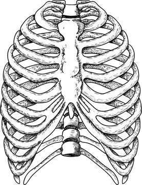 vector illustration of human ribs