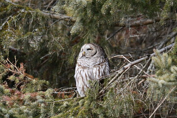 Barred Owl
