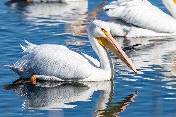 Sunny winter day in Ventura as the White Pelicans swim in blue lagoon water with bill reflected on surface of water.