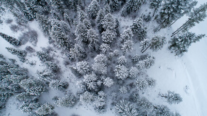 Fototapeta premium Bozeman Montana Forest Winter Season