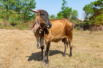 Close up portrait of cow in farm background. Cows standing on the ground with farm agriculture.