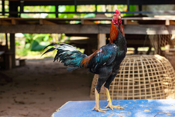 Game cock, fighting cock Thai rooster, Thai fighting cock  chicken standing outdoor.