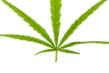 Cannabis leaf, marijuana isolated on white background.