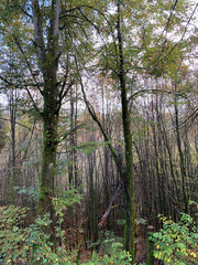 forest in autumn