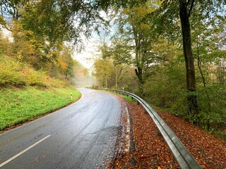 road in autumn forest