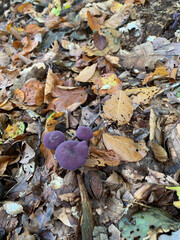 blue and yellow leaves