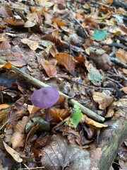 fallen autumn leaves