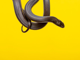 The Mexican black kingsnake (Lampropeltis getula nigrita) is part of the larger colubrid family of snakes, and a subspecies of the common kingsnake.