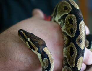 Python snake crawls through a person's hand