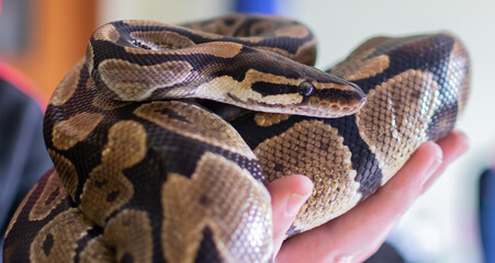Python snake coiled in a person's hand
