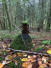 stump in forest