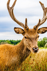 Clouse up of a male deer on the fields of Richmoond near London, UK. Head of a red deer in the wild