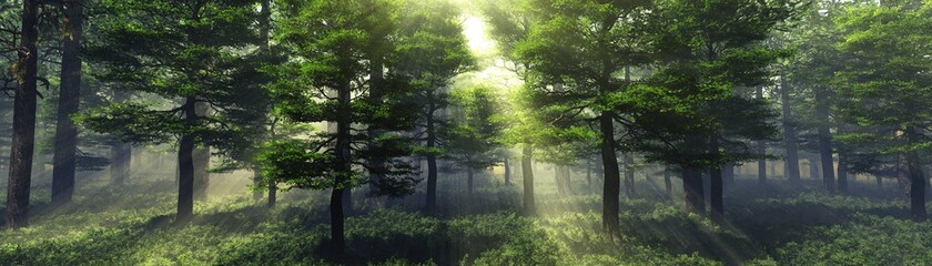 Beautiful park in the rays of the sun in the morning in the fog, forest in the haze, sunlight among the trees, trees in the sunlight