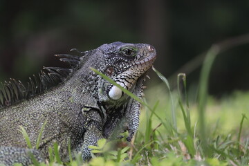 Iguana en los llanos orientales colombianos