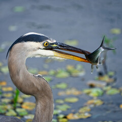 Heron with a snack