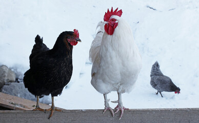 Ein weißer Hahn und eine schwarze Henne auf einem Zaun im Winter im Schnee