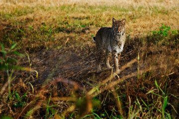 Bobcat stare