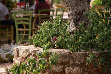 Striped kitten hiding in a flower bush