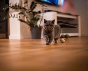 cat on the couch
