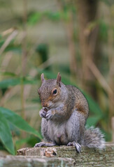 A gray male squirrel on a garden fence