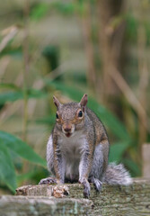 Naklejka na ściany i meble A gray male squirrel on a garden fence