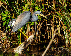 Naklejka premium Tri-color heron perched on a branch