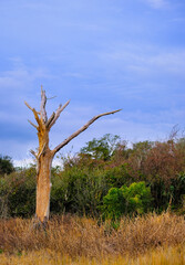 Bare Tree Missing Bark in a Winter Marshland