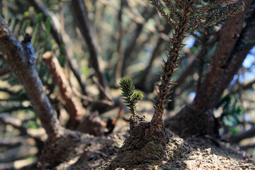 pine branches II